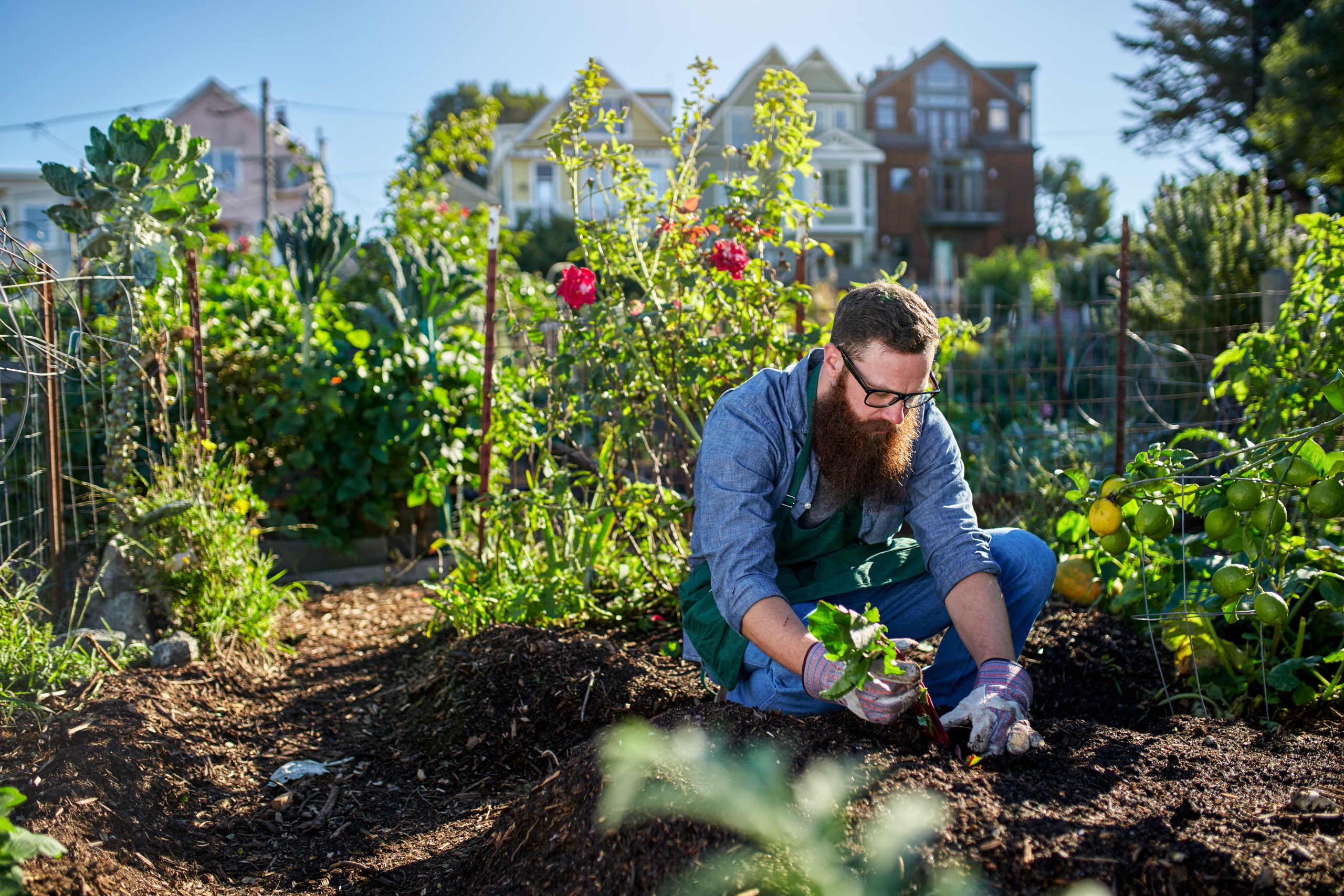 Urban and peri-urban agriculture and politics of space