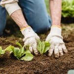 appeal of urban food growing is increasing every year