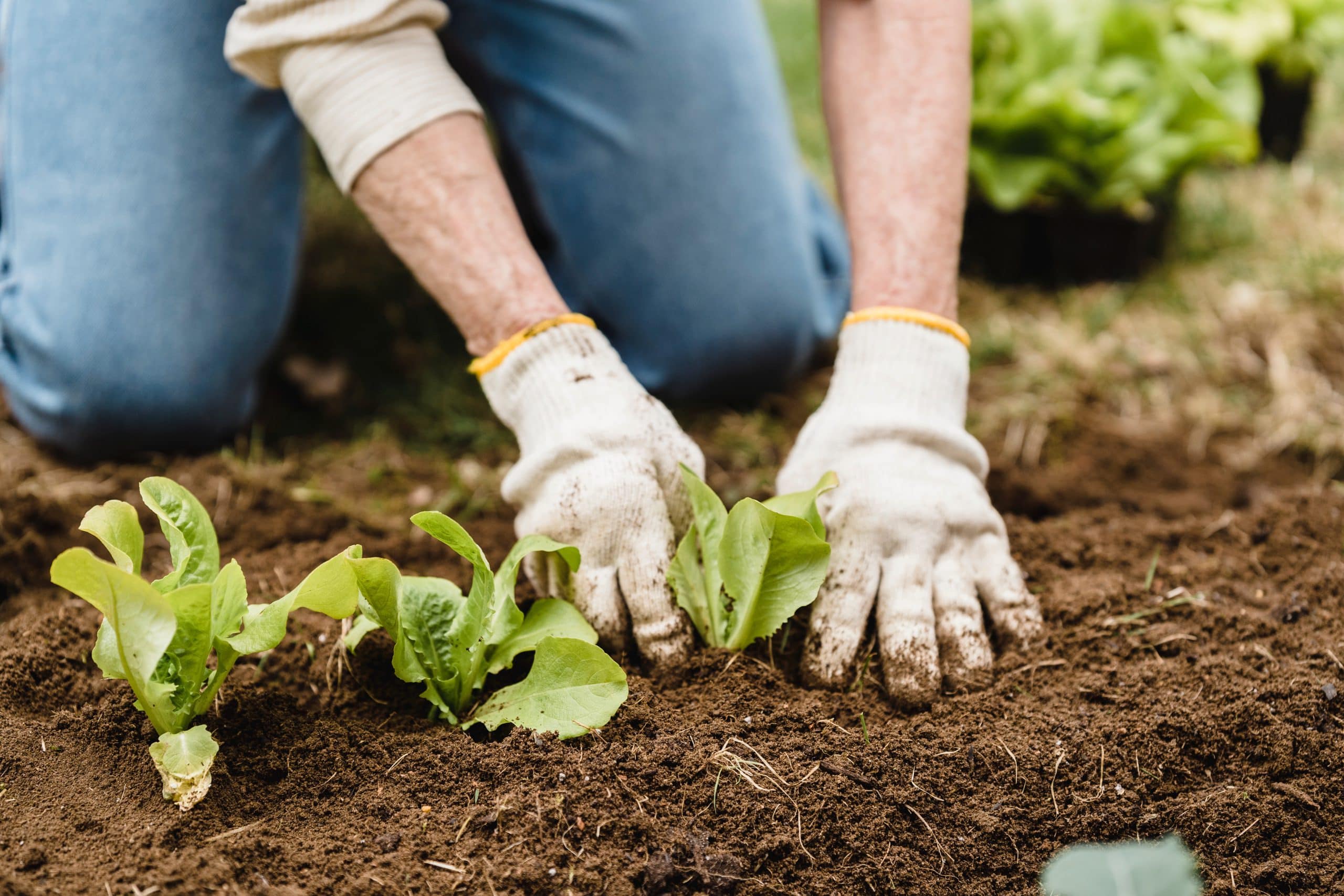 appeal of urban food growing is increasing every year